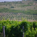 Taste Bulgarian Wines